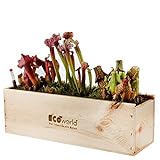 Ecoworld Box Fleischfressende Pflanzen - 3 Fleischfressende Pflanze - Sarracenia - Nachhaltige Holzkiste - Inkl. praktischer Feuchtigk