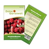 Monatserdbeeren Rügen Samen - Fragaria vesca - Erdbeersamen - Obstsamen - Saatgut für 100