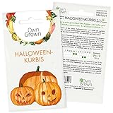 Halloween Kürbis Samen: Premium Jack O Lantern Kürbissamen zur Anzucht von 6 Kürbis Pflanzen, Halloweenkürbis Gemüse Samen – Samen Gemüse von OwnGrow
