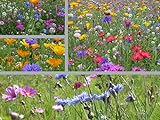 deutsche Saatgut - Veitshöchheimer Bienenweide - Mischung 65 Sorten Wildkräuter - Mehrjährige Saat – Blühmischung für Blumenwiese – Insektenfreundliche Blumensamen B
