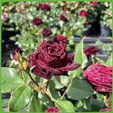 Edelrose Black Baccara in Schwarz-Rot - Duftrose winterhart - Rose mittel-stark duftend im 5 Liter Container von Garten Schlüter - Pflanzen in Top Q