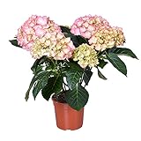 Hydrangea macrophylla 'Early Rosa' – Hortensie – Strauch – Winterhart – ⌀14 cm – 30-40