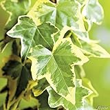 Gelbbunter Efeu Goldchild- Hedera Helix - Efeuranke als Sichtschutz oder Bodendecker - Kletterpflanze für Garten, Teich und Vorgarten - Efeublätter sind immergrün - Top Qualität von Garten Schlü