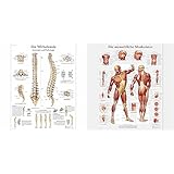 3B Scientific Lehrtafel laminiert - Die menschliche Wirbelsäule & Lehrtafel laminiert - Die menschliche Musk