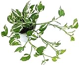 Fangblatt - Epipremnum pinnatum 'N-Joy' - panaschierte Efeutute - grün-weiße Zimmerpflanze zum Häng