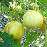 Zitronengurke Lemon ca. 10 Samen - zitronenähnliche Gurke, hoher Ertrag