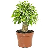 Ficus benjamina Birken-Feige Zimmerpflanze im 14cm Top