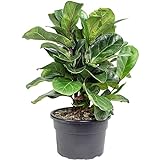 Geigenfeige - echte Zimmerpflanze, Ficus Lyrata 'Bambino Clump' - Höhe ca. 55 cm, Topf-Ø 21