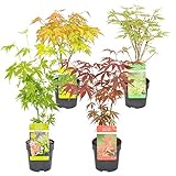Bloomique - Acer mix - 4 Stücke - Winterharte Pflanzen - Japanischer Ahorn - Baum - Gartenpflanzen Winterhart - Topf 10,5 cm - Lieferhöhe 30