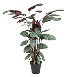 Echte XXL Zimmerpflanze kaufen – Korbmarante Höhe: 130 cm – Calathea Oppenheimiana mit seltenem B