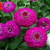 FStening 50 Stück Rosa Einzigartige Seltene Zinnien Samen Rasenkante Pflanzen Schwacher Duft Wenn Blumen Blühen Ziehen Bienen Schmetterling