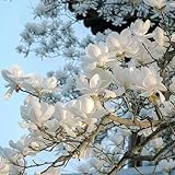 70 pcs magnolienbaum kaufen samen wildblumensamen saat gartensamen Magnolia denudata,magnolie magnolien, pflanztopf dekopflanzen wildblumensamen baum pflanzensamen blumen garten dek