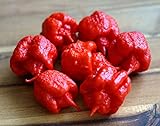 Hot Chili Pfeffer Carolina Reaper - Capsicum chinense - Die schärfste Chili der Welt - 10 S