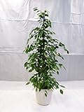 [Palmenlager] - Ficus benjamini'Exotica' 160/170 cm/Zimmerp