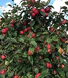 Apfelbaum Kinderapfel, Miniapfel Detskoe, Sibirische Apfel, Яблоня Китайка Детское