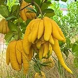 bergamotte baum samen - zimmerpflanzen, sukkulenten samen samen, exotische pflanzen samen stauden winterhart mehrjährig, saatgut alte sorten hochbeete für garten, exotische früchte 200p
