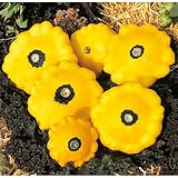 Patisson-Zucchini 'Sunburst F1', gelb - Pflanze im Topf 11 cm in Gärtnerqualität von Blumen Eber - 11