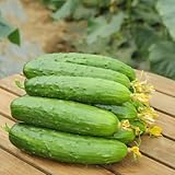 gurken samen bio - bodendecker kräuter saatgut gurkensamen gemüse alte sorten pflanzen balkon kletterpflanzen winterhart hochbeet draußen 55p