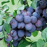 Zwetschge frühreifend Säulenobst Terrassen Obstbaum Spalierobst als Säule w