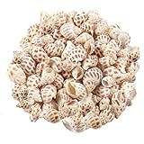 MsTeco Muscheln, 200g Weiß Muschel Deko Muscheln zum Basteln Natürlichen Spiral Muschel Perlen Ungebohrt für DIY Kunsthandwerk, Vase Füllstoffe (2-3cm)