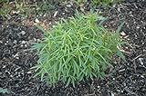 Artemisia dracunculus P 0,5 Estragon,winterhart, deutsche Baumschulqualität, im Topf für optimales anw