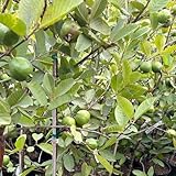 Guave Samen, Guavenbaum samen Kaufen bio saatgut obstbaum alte sorten, baumsamen früchte exotische pflanzen samen, stauden gartenpflanze bäume Bergpflanzung Heilpflanzen Seltene 30p