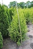 Thuja occidentalis 'Brabant' C 150-175 immergrüne Heckenpflanze,Lebensbaum 'Brabant',winterhart, deutsche Baumschulqualität, im Topf für optimales anw