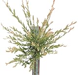 Harlekinweide/Zierweide 'Salix Nishiki' Hochstamm 40-50 cm Winterhart F