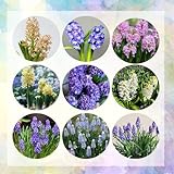 5 pcs hyazinthen zwiebeln - Hyacinthus orientalis - winterharte kübelpflanzen blumen garten hyazinthe zwiebel Knollen geschenke für gartenfreunde, balkon blumen bienenfreundliche b