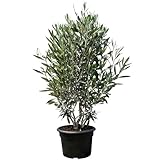 'Sunny Tree - Olivenbaum Olea Europaea in Strauchform - Busch - Immergrüner Olivenbaum - Winterhart -18 - Höhe 140-160 cm inkl. Topf.- A+ ware '
