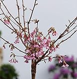 Hochstamm Zierkirsche Okame 60-80cm - Prunus Okame - Gartenp