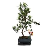 Exotenherz - Bonsai Steineibe - Podocarpus macrophyllus - ca. 6 J