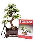 Bonsai Geschenkset Anfänger Sparset chinesische Ulme, ca. 9 Jahre, ca. 30-35