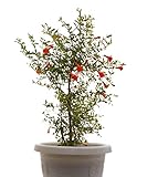 Seedeo® Zwerg Granatapfel (Punica granatum nana) 30 S
