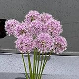 allium zwiebeln kaufen - plants blumenzwiebel winterharte stauden mehrjährig allium giganteum zierlauch zwiebeln balkongarten dekoblumen dekoration wohnzimmer plant frühlingsblüher 3p