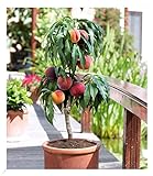 BALDUR Garten Zwerg-Pfirsich 'Bonanza', 1 Pflanze, köstliche - rote essbare Früchte Pfirsichbaum, Zwergform, duftende Blüten, winterhart, Prunus p