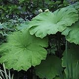 steinbrech pflanze samen - küchenkräuter balkonpflanzen, blumensamen gastgeschenk steinbrech samen, kräutergarten balkon, winterharte stauden heilkräuter samen, garten geschenk, 80p
