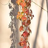 40 pcs Parthenocissus tricuspidata wilder Wein samen - praktische geschenke balkongarten Creeper,Parthenocissus Quinquefolia balkonpflanzen winterhart schnellwachsend pflanztöpfe kübelp