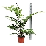 Australischer Baumfarn „Cyathea Australis“ – ca. 120 cm hoch inkl. Topf (24 cm) | Exotischer & schnellwüchsiger Farn für Zimmer, Wintergarten, Terrasse & G