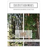 Bambus Samen mit hoher Keimrate - Bambussamen schnellwachsend & winterhart ideal als dekorativer Sichtschutz (Kalkuttabambus)