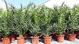 gruenwaren jakubik Palme XXL 160-180 cm Phoenix canariensis, kanarische Dattelpalme, w