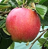 Apfelbaum Valuta, kompakte Apfelbaum ca.180 cm. Kulturapfel, Dessert Sorte, ЯБЛОНЯ ВАЛЮТА