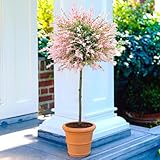Gardener's Dream Salix Integra 'Hakuro Nishiki' Baum - Japanische Harlekinweide für Balkon, Garten & Terrasse, Winterhart, 2 x Hochstamm Bäumchen (60 cm), Winterharte Pflanzen für G