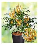 BALDUR Garten Mahonie Volcano® (MYOY®), 1 Pflanze,pflegeleichter Zierstrauch, winterhart, immergrün, pflegeleicht, für Standort im Schatten geeignet, blühend, Buddleja Hyb