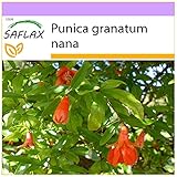SAFLAX - Zwerg - Granatapfel - 50 Samen - Punica g