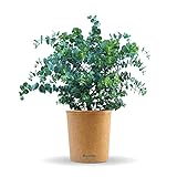 Bloomify® Eukalyptus Pflanze 'Eugen' | 40 bis 60 cm großer winterharter Eucalyptus | pflegeleichte, echte Eukalyptuspflanze für Balkon, Terasse oder Garten | herrlicher D