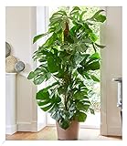 BALDUR-Garten Monstera - Fensterblatt ca. 60-70 cm hoch, 1 Pflanze, Luftreinigende Zimmerpflanze Pflegeleichte Zimmerpflanze auch für dunklere Standorte, mehrjährig