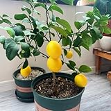 100 pcs zitronenbaum samen - zitruspflanzen - samen balkon, samen hochbeet (Citrus limon) säulenobst, geschenke säulenobstbäume, garten balkon pflanze, exotische pflanzen zwergobstbäume,