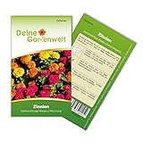 Zinnien Dahlienblütige Riesen, Mischung Samen - Zinnia elegans - Zinniensamen - Blumensamen - Saatgut für 70