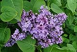 Gemeiner Flieder Wildflieder Syringa Vulgaris violette Blüte 40-60
